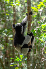 Cute Indri, the biggest lemur. Endangered and very rare endemic animal in natural forest habitat, Madagascar