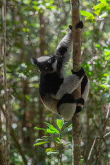 Cute Indri, the biggest lemur. Endangered and very rare endemic animal in natural forest habitat, Madagascar
