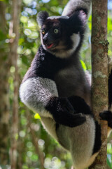Cute Indri, the biggest lemur is eating leafs. Endangered and very rare endemic animal in natural forest habitat, Madagascar