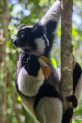 Cute Indri, the biggest lemur is eating leafs. Endangered and very rare endemic animal in natural forest habitat, Madagascar