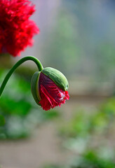 pąk kwiatowty maku ogrodowego, Papaver somniferum, czerwony mak ogrodowy, 