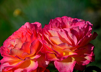 różowe róże w ogrodzie, rosa, rozmyte tło	
