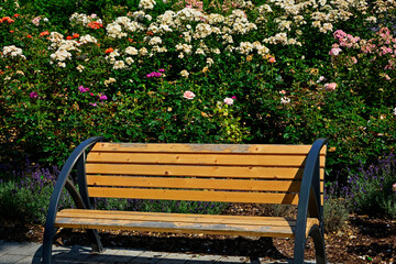 drewniana ławka w ogrodzie różanym, kacik wypoczynkowy i roże, wooden bench in the rose garden - obrazy, fototapety, plakaty