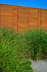 trawy ozdobne na tle drewnianego płotu, fontannowe trawy ozdobne, miskanty i roplenice (Miscanthus, Pennisetum), ornamental grasses on the background of a wooden fence, fountain grass in garden  © kateej