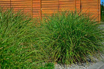 trawy ozdobne na tle drewnianego płotu, fontannowe trawy ozdobne, miskanty i roplenice (Miscanthus, Pennisetum), ornamental grasses on the background of a wooden fence, fountain grass in garden  © kateej