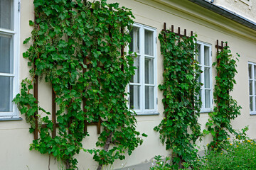 Fototapeta na wymiar Winorośl właściwa (Vitis vinifera), winorośl na białej ścianie domu między oknami, vine on the wall of the house