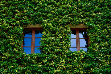 Bluszcz pospolity na ścianie domu między oknami,(Hedera helix ), Bluszcz odmiana ‘Goldheart’ , Common ivy on the wall of the house between the windows, Ivy variety 'Goldheart'