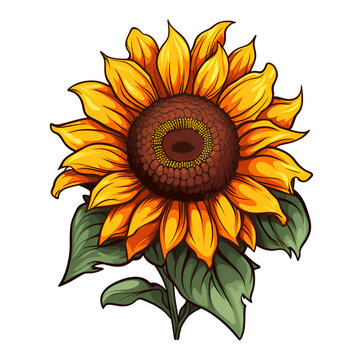 Cartoon Style Sunflower Painting Drawing No Background Perfect for Print on Demand Merchandise