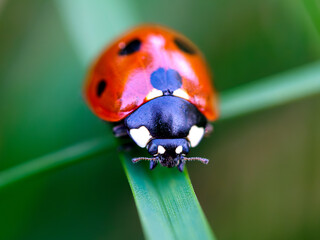 Lady bug