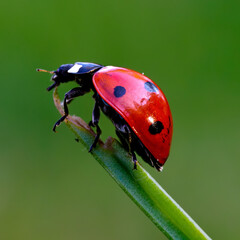 Lady bug