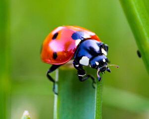 Lady bug