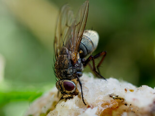 Fly