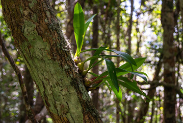 Tropical flowers blossom on the rainforest of Madagascar