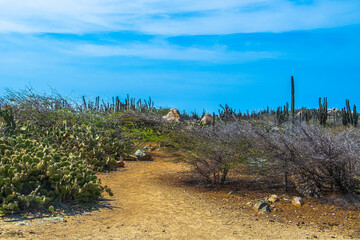 Fototapeta na wymiar Cactus and arid shrub foliage near Oranjestad, Aruba