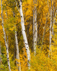 An aspen grove with Ponderosa Pines in Bend Oregon during fall color