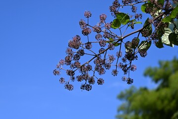 Udo ( Aralia cordata ) berries. Araliaceae perennial plants native to Japan. The young leaves and stems are wild plants. The berries ripen to black-purple in autumn.
