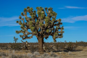 Joshua Trees, Southern California Desert