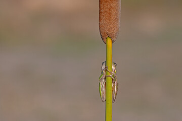 Green frog climbing on the plant in Turkey. Hyla orientalis climbing on the plant. Funny frog.