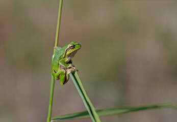 Green frog climbing on the plant in Turkey. Hyla orientalis climbing on the plant. Funny frog.