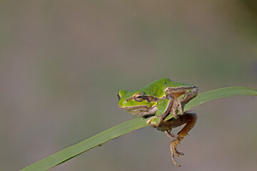 Green frog climbing on the plant in Turkey. Hyla orientalis climbing on the plant. Funny frog.