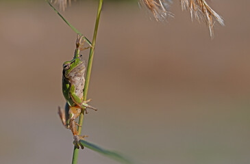 Green frog climbing on the plant in Turkey. Hyla orientalis climbing on the plant. Funny frog.