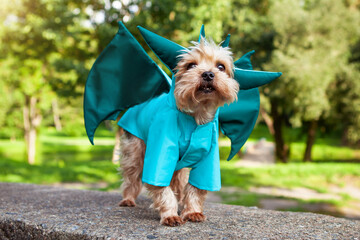 Cute little dog, Yorkshire terrier dressed in a dragon costume. 