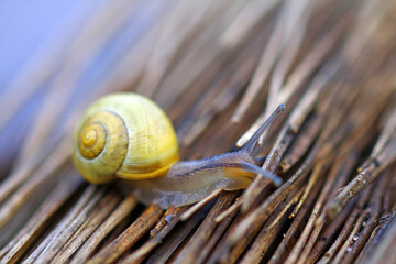 Ribbon snail on a leaf