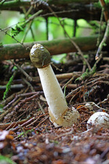 obscene common stinkhorn (phallus impudicus) in full size