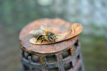 western honey bee, (apis mellifera),