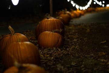halloween pumpkins in trail along ground walkway at night time illuminated with string lights