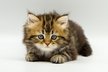Siberian kitten on a white background