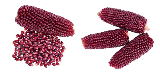Purple corn or maize with seeds isolated on white background with full depth of field. Top view. Flat lay