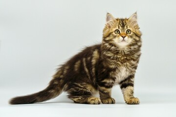 Siberian kitten on a white background