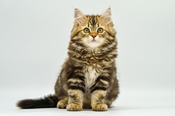 Siberian kitten on a white background