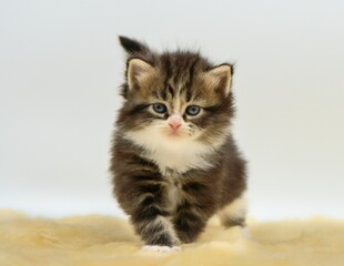 Siberian kitten on a white background