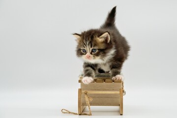 Siberian kitten and wooden sled