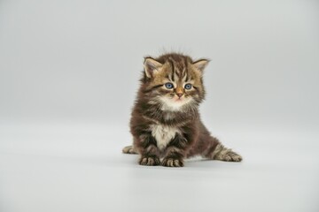 Siberian kitten on a white background