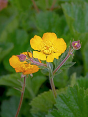 Closeup of yellow Potentilla megalantha flowers and buds