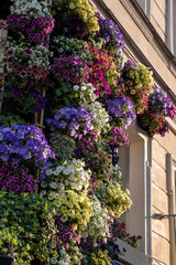 Fototapeta na wymiar Abundance of colorful flowering plants on facade of house. Siding of building, decorated with fragrant purple pink fresh flowers in golden rays of sun. Exterior of cafe restaurant outside at entrance