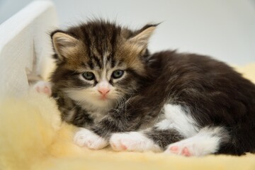 Siberian cat is lying on the bed