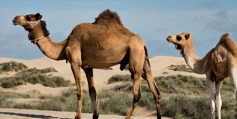 camel with calf in sand dunes 