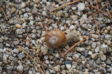 Close up of brown snail with spiral shell on pebble background at early autumn