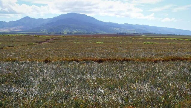 Wide, flying shot over pineapple field in Hawaii