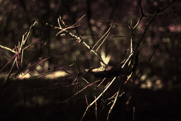 cobweb entangled in a bush branch