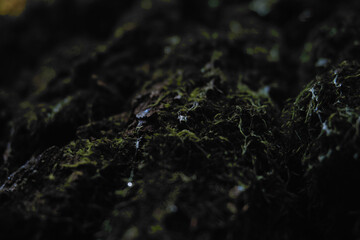 resin flowing down green moss