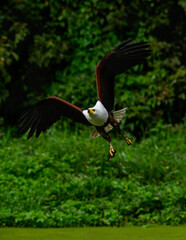 African Fish Eagle  in flight with fish against trees