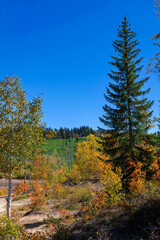 Vertical autumn landscape on Pinyon Mesa in western Colorado