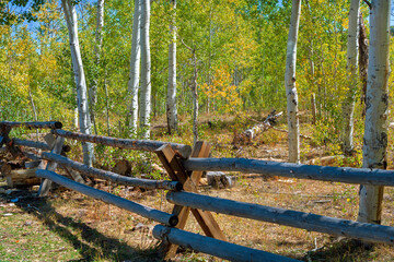 Log fence at the edge of a young aspen woods in late summer