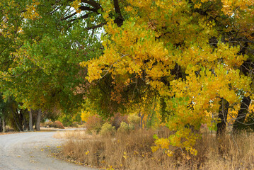 Autumn cottonwoods beside an unpaved road in western Colorado