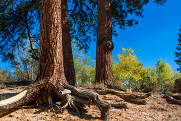 Ponderosa pine with roots showing on a steep bank